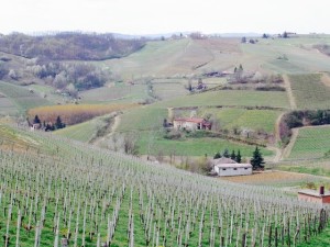 The Marenco vineyards in Piemonte